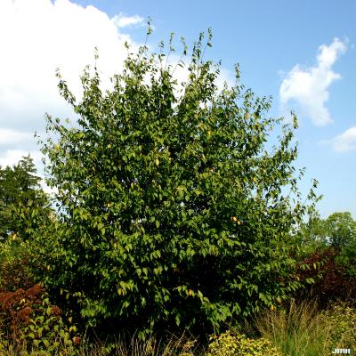 Carpinus caroliniana Walt. (American hornbeam), growth habit, tree form