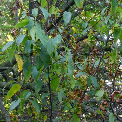 Carpinus caroliniana var. virginiana (Marsh.) Fern. (American hornbeam), branch