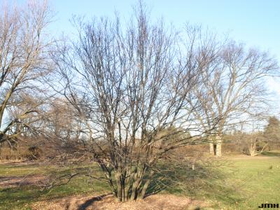 Carpinus caroliniana ‘Ascendens’ (Upright American hornbeam), growth habit, tree form in winter