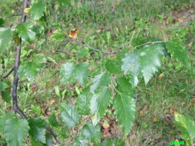 Betula nigra L. (river birch), leaves 