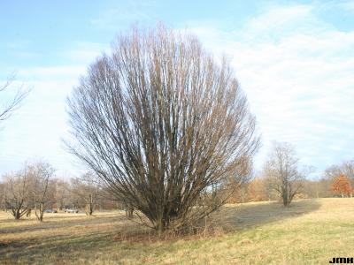 Carpinus betulus ‘Columnaris’ (Columnar European hornbeam), growth habit, tree form in winter