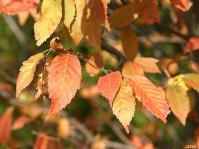 Carpinus caroliniana Walt. (American hornbeam), leaves, fall color