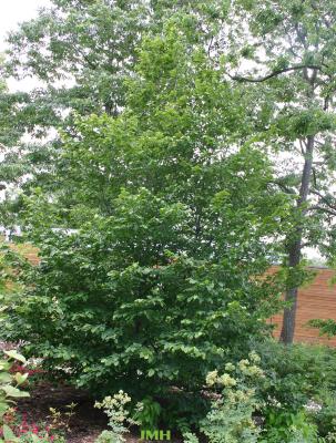 Carpinus betulus L. (European hornbeam), growth habit, tree form