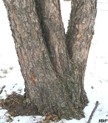 Betula nigra L. (river birch), trunks