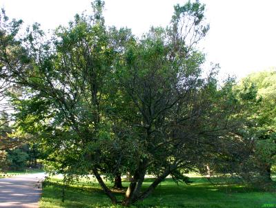 Carpinus caroliniana var. virginiana (Marsh.) Fern. (American hornbeam), growth habit, tree form
