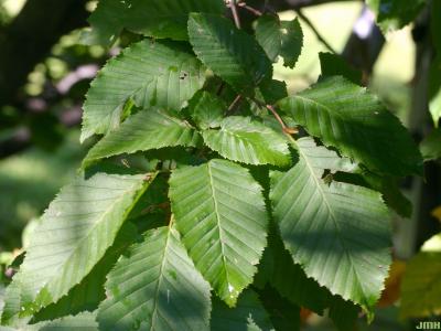 Carpinus betulus L. (European hornbeam), leaves