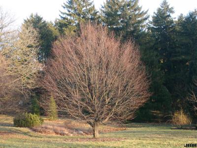 Carpinus betulus L. (European hornbeam), growth habit, tree form in winter