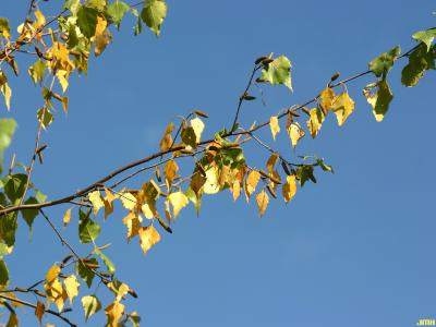 Betula populifolia ‘Whitespire’ (Whitespire gray birch), branch