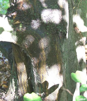 Carpinus betulus L. (European hornbeam), bark