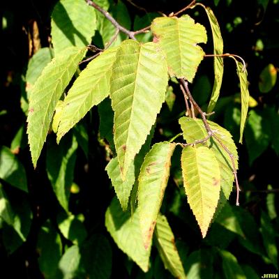 Carpinus caroliniana Walt. (American hornbeam), leaves