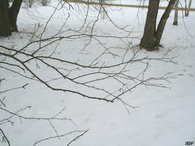 Betula nigra L. (river birch), branches 