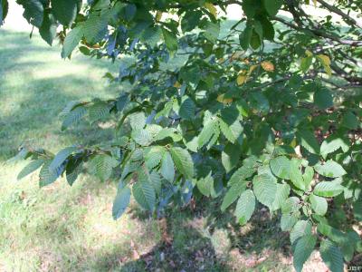 Carpinus betulus L. (European hornbeam), branch