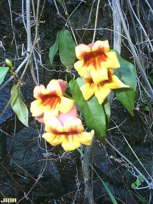 Bignonia capreolata L. (cross vine), flowers