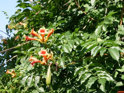 Campsis radicans (L.) Seem. (trumpet vine), flowers and foliage