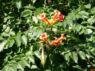 Campsis radicans (L.) Seem. (trumpet vine), flowers and leaves