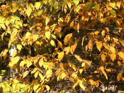 Ostrya virginiana (Mill.) K. Koch (ironwood), leaves, fall color