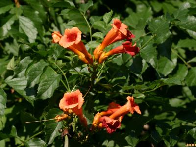 Campsis radicans (L.) Seem. (trumpet vine), close-up of flowers