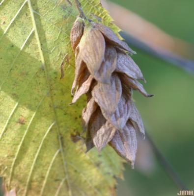 Ostrya virginiana (Mill.) K. Koch (ironwood), close-up of fruit