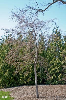 Ostrya virginiana (Mill.) K. Koch (ironwood), growth habit, tree form