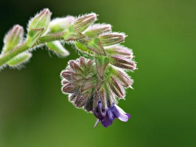 Anchusa officinalis L. (common bugloss), flowers 