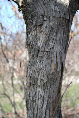 Ostrya virginiana (Mill.) K. Koch (ironwood), bark