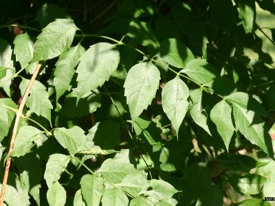 Campsis radicans (L.) Seem. (trumpet vine), leaves