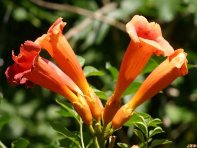 Campsis radicans (L.) Seem. (trumpet vine), close-up of flowers
