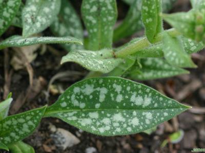 Pulmonaria 'Roy Davidson' (Roy Davidson lungwort), leaves