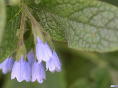 Symphytum grandiflorum ‘Hidcote Blue’ (Hidcote Blue large-flowered comfrey), close-up of flowers