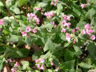 Pulmonaria ‘Bielefeld Pink’ (Bielefeld Pink lungwort), flowers and leaves