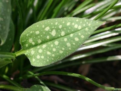 Pulmonaria ‘Bielefeld Pink’ (Bielefeld Pink lungwort), leaf