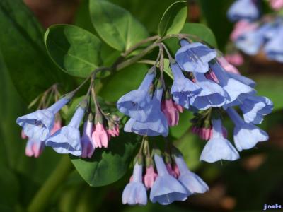 Mertensia virginica (L.) Pers. ex Link (Virginia bluebells), flowers