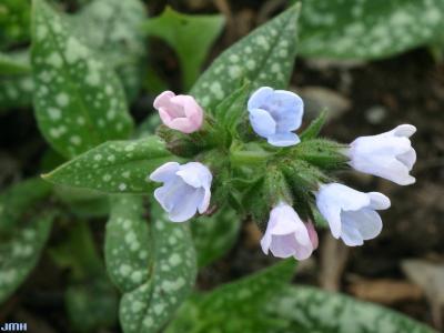 Pulmonaria 'Roy Davidson' (Roy Davidson lungwort), flowers and leaves