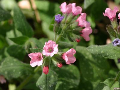 Pulmonaria ‘Bielefeld Pink’ (Bielefeld Pink lungwort), close-up of flowers