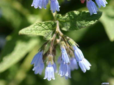 Symphytum grandiflorum ‘Hidcote Blue’ (Hidcote Blue large-flowered comfrey), flowers and leaves
