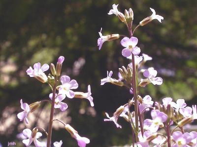 Arabis drummondii A. Gray (Drummond's rockcress), flowers