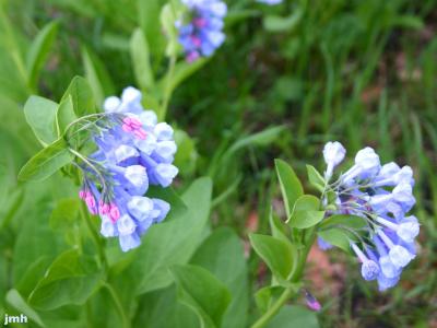 Mertensia virginica (L.) Pers. ex Link (Virginia bluebells), flowers