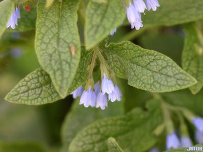 Symphytum grandiflorum ‘Hidcote Blue’ (Hidcote Blue large-flowered comfrey), leaves