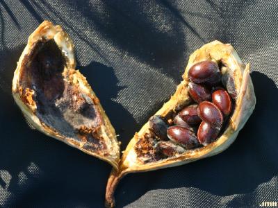 Calycanthus floridus L. (Carolina-allspice), seeds in capsule
