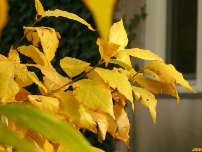 Calycanthus floridus L. (Carolina-allspice), leaves, fall color
