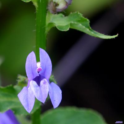 Lobelia siphilitica L. (great blue lobelia), flower 