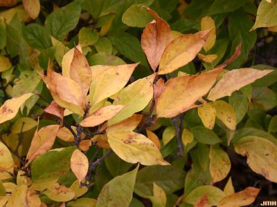 Calycanthus floridus L. (Carolina-allspice), leaves, fall color
