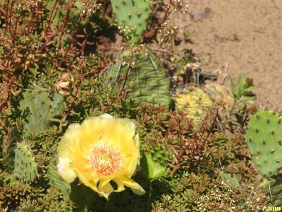 Opuntia fragilis (Nutt.) Haw. (little prickly-pear), paddle leaves with spines and yellow flower