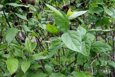 Calycanthus floridus L. (Carolina-allspice), branches with leaves