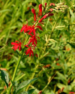 Lobelia cardinalis L. (cardinal flower), flower form, flowers
