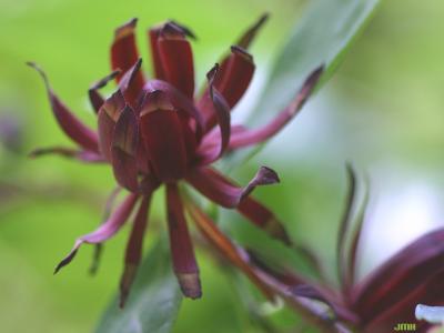Calycanthus floridus L. (Carolina-allspice), flower