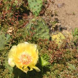 Opuntia fragilis (Nutt.) Haw. (little prickly-pear), paddle leaves with spines and yellow flower