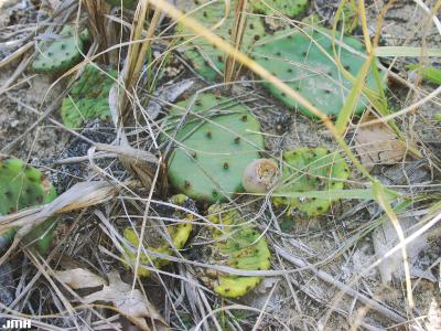 Opuntia humifusa Raf. (Raf) (eastern prickly-pear), paddle leaves showing glochids, fruit (berry)