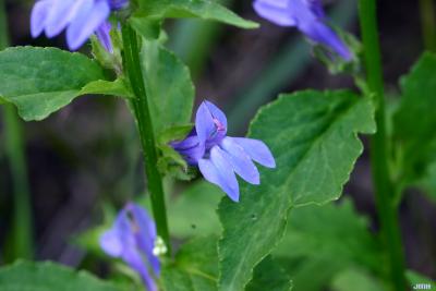 Lobelia siphilitica L. (great blue lobelia), flower showing stigma