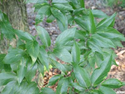 Celtis laevigata Willd. (sugarberry), leaves